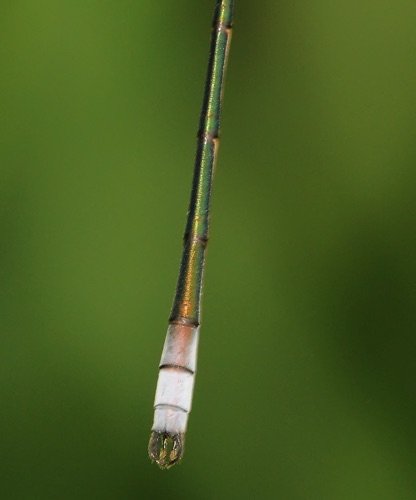 Male terminal appendages
13 July 2013 Saskatchewan, CA